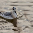 Phalarope à bec large à Guérande